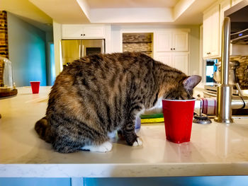 Cat sitting on table at home