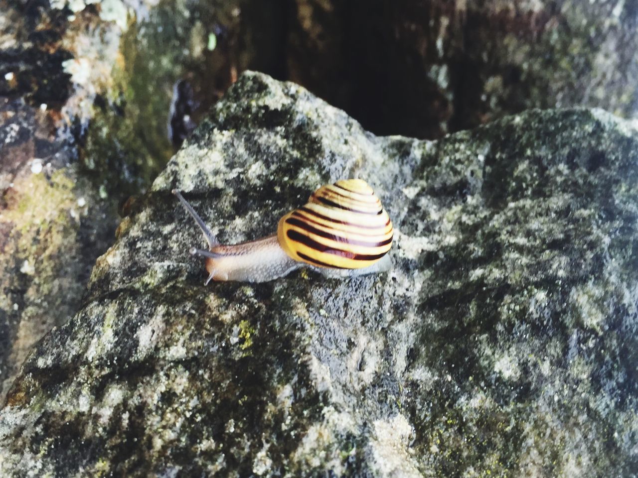 SNAIL ON ROCK