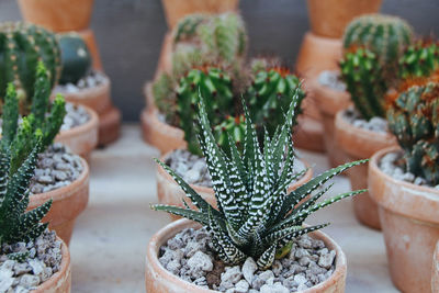 Close-up of potted cactus plant on table