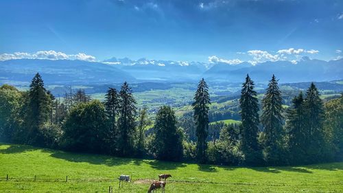 Panoramic view of trees on field against sky