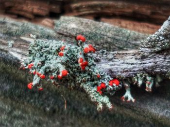 Close-up of berries on snow