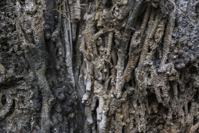 Full frame shot of tree trunk