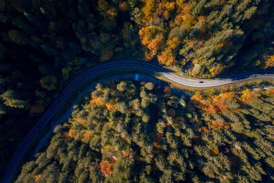 High angle view of road amidst trees during autumn