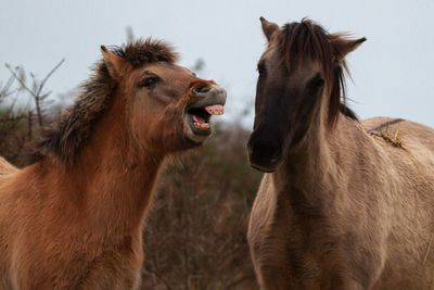 Close-up of horses