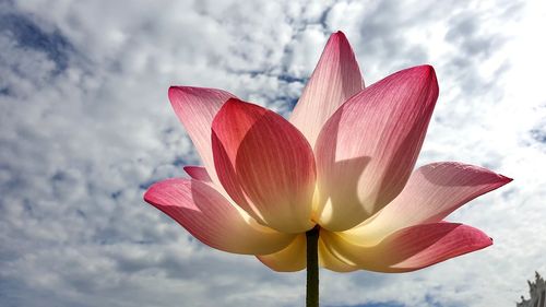 Close-up of pink lotus water lily against sky