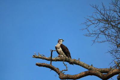 Low angle view of bird perching on tree against clear blue sky