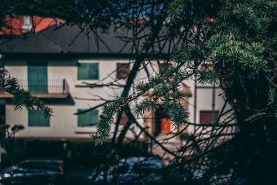 Plants growing outside building