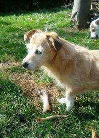 Dog on grass