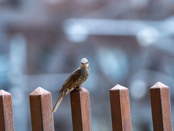 Close-up of bird perching on wooden post