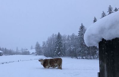 Trees on snow covered field against sky