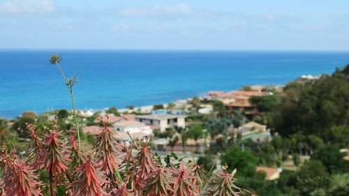 Close-up of plants against sea