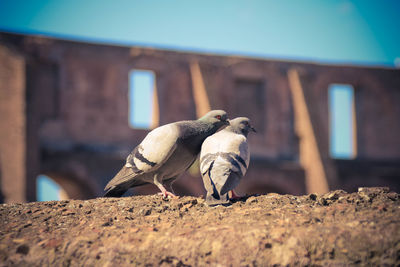 Close-up of pigeons perching outdoors