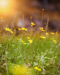 Close-up of yellow flowering plants on field
