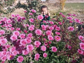 High angle view of pink flowering plants on land