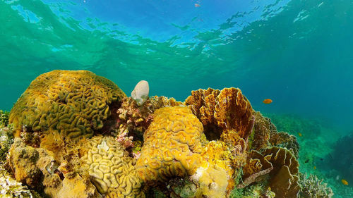 Fish swimming in sea