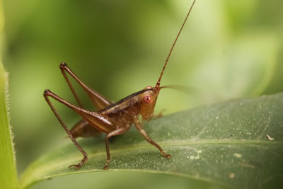 Close-up of insect on leaf