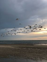 Flock of birds flying over sea