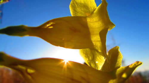 Close-up low angle view of flower against blue sky