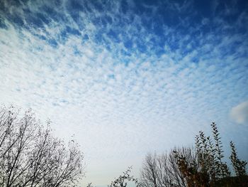 Low angle view of bare trees against blue sky