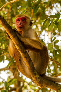 Low angle view of monkey on tree