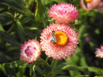 Close-up of bee on pink flower