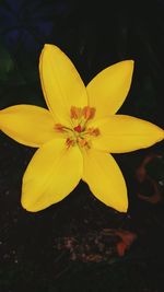 Close-up of yellow frangipani blooming outdoors
