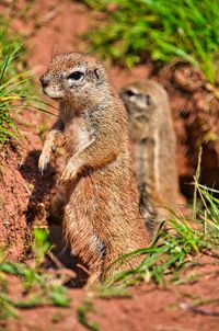 Chipmunk watches his environment with his family