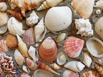 Full frame shot of shells