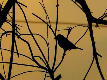 Silhouette bird perching on branch