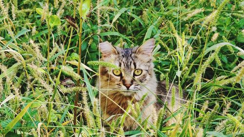 Portrait of a cat on field