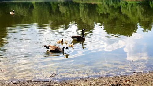 View of ducks swimming in lake