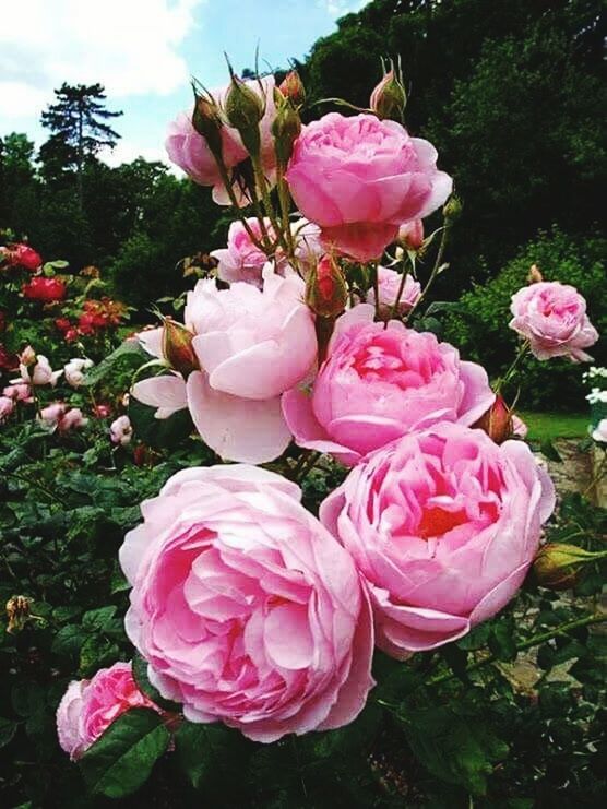 CLOSE-UP OF PINK ROSE BLOOMING OUTDOORS