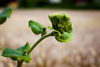 Close-up of green plant