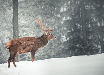 Deer standing on snow covered land