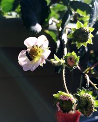 Close-up of pink flowers