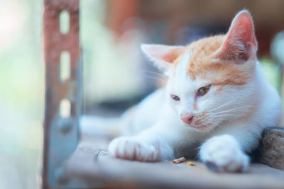 Close-up of kitten