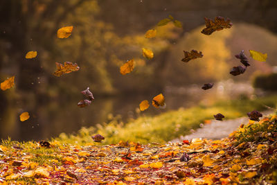 Close-up of autumn leaves against sky