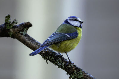 Side view of a bluetit perched on a beach. the photo of this colorful songbird was shot in sweden.