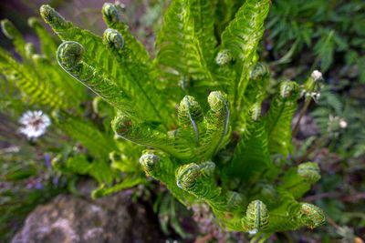 Close-up of fern leaves