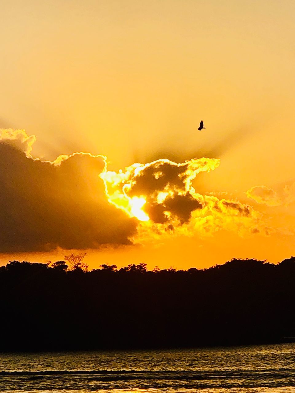 sunset, sky, beauty in nature, scenics - nature, orange color, silhouette, tranquil scene, animal, tranquility, flying, vertebrate, bird, animal themes, no people, cloud - sky, nature, idyllic, sun, water, animal wildlife, outdoors