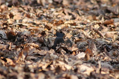 Close-up of dried leaves on field