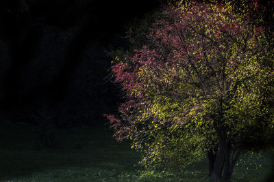 View of trees at night