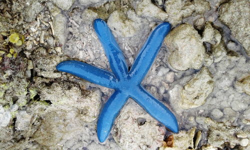 High angle view of starfish on beach