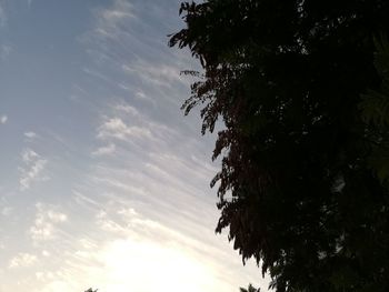 Low angle view of tree against sky