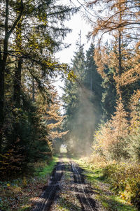 Pine trees in forest against sky