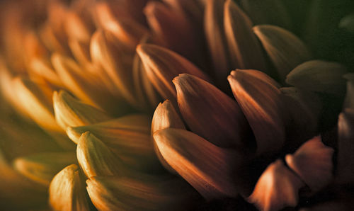 Close-up of fresh flower blooming outdoors