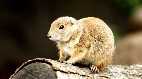 Close-up of squirrel