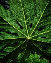 Full frame shot of wet leaves