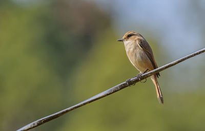 Close-up of bird perching on branch