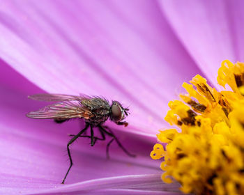 Close-up of insect on pink flower